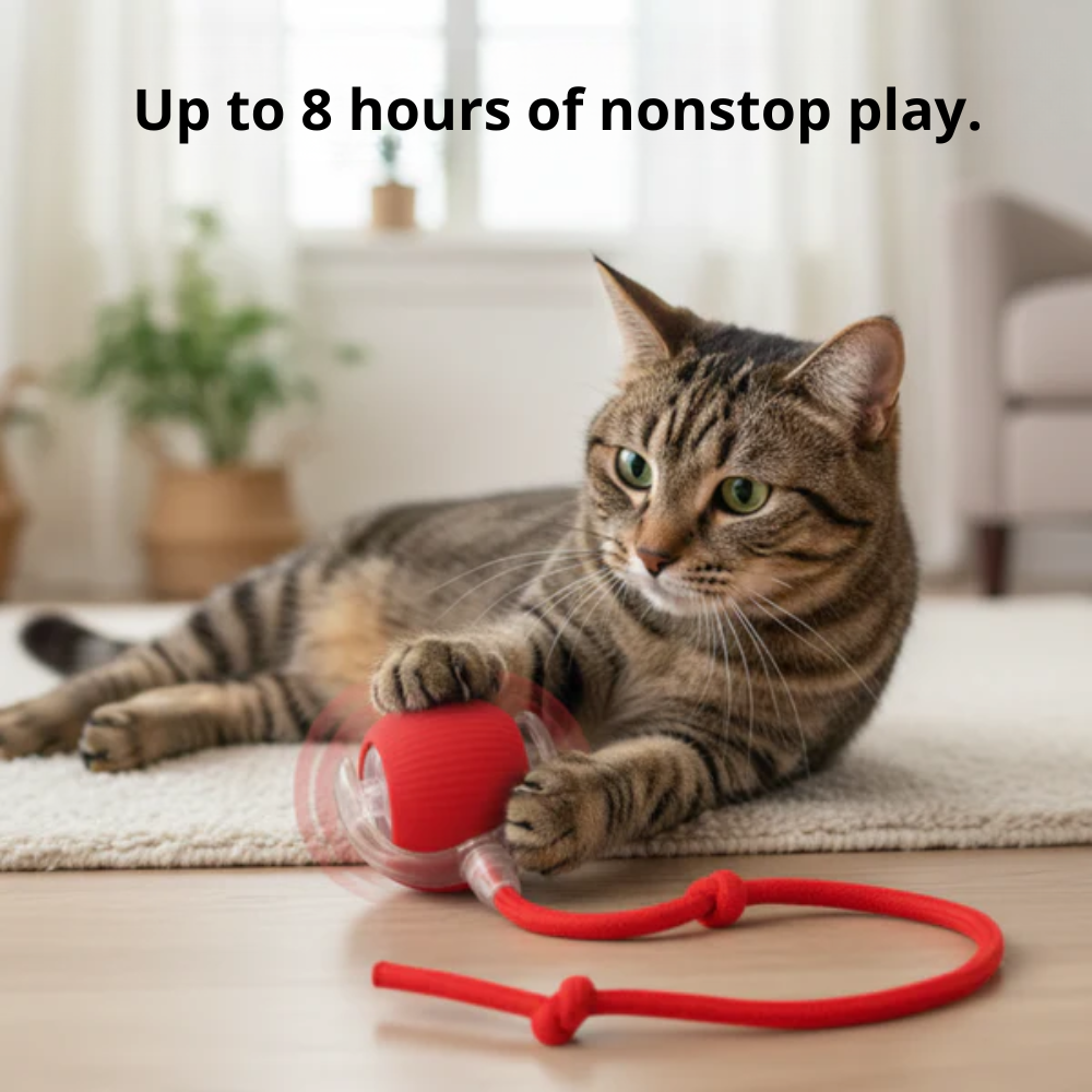 ZippyBall™ - Interactive Cat Ball