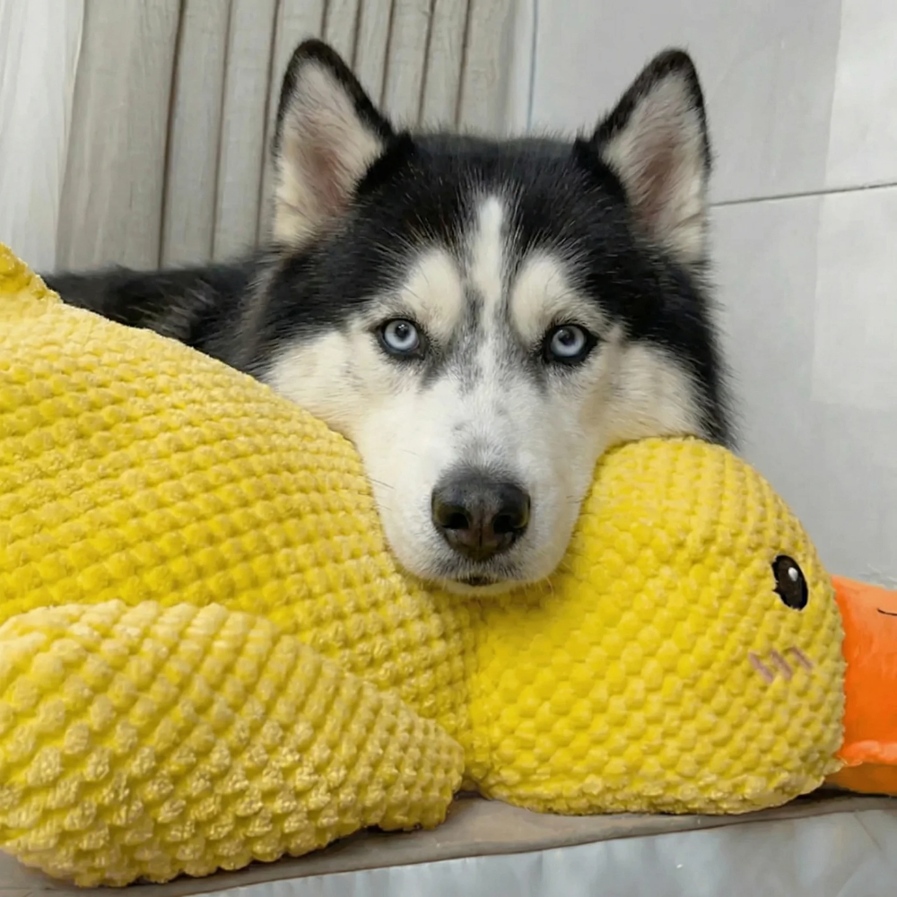 MagicPet™ - ZenDuck