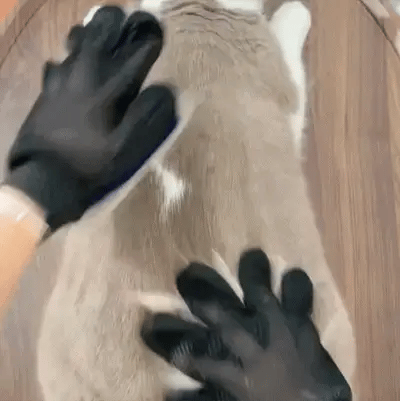 MagicPet™ Grooming Glove